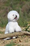 BICHON FRISE 274